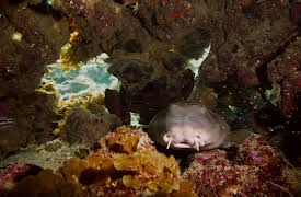 Animal Instincts: Breeding Ground