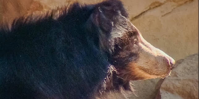 14:25: Elefant, Tiger & Co. (207) | MDR Fernsehen | 12/2 2025