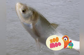 Animal All Stars: Wet and Wild