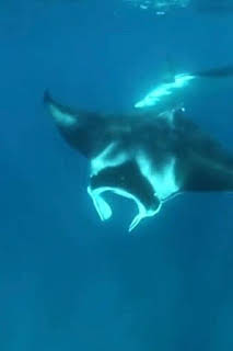 11:39: The Irwins: Nadando con mantas | Discovery Max | 4/5 2026