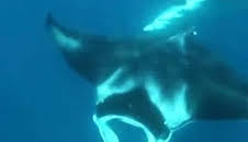 The Irwins: Nadando con mantas