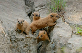 Arabian Inferno: When The Rain Comes