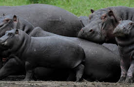 Wonders of Nature: Family