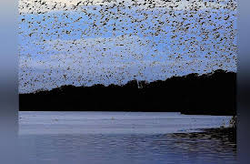 Wild Wild East: Invasion