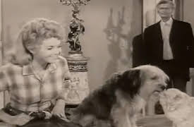 The Beverly Hillbillies: Elly's Animals