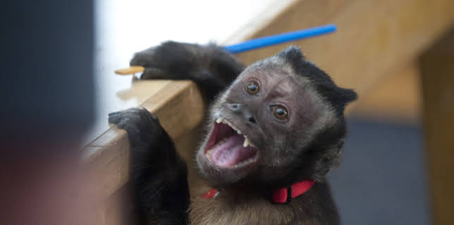 10:30: Community (S2 E21) (S2) | Viasat Series | 2/26 2026