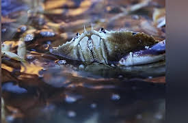 Deadliest Catch Dungeon Cove Season 1: Final Crossing