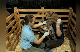 It's A Vet's Life: Episode 5