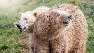 8:00 PM: Jimmy Doherty's Big Bear Rescue | Channel 4 | 9/4 2026