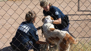 11:20: Animal Cops Phoenix (S15 E11) (S15) | Animal Planet | 2/17 2026
