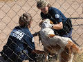 Animal Cops Phoenix