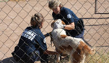 Animal Cops Phoenix (S15 E11)