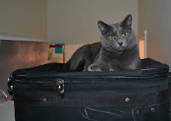 My Cat From Hell