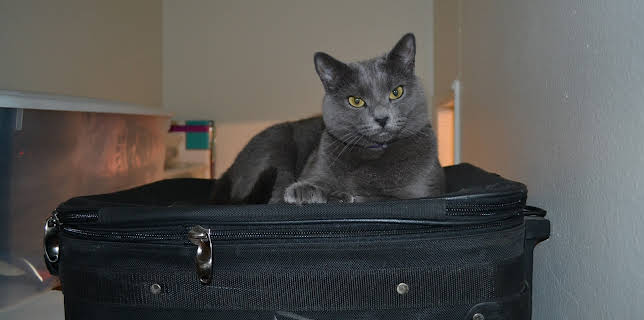 16:00: My Cat From Hell (S4 E2) (S4) | Animal Planet | 3/16 2026