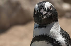 Meet The Penguins: Episode 2