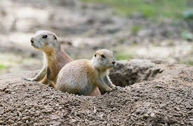 Nature Watching: How to Find and Observe Wildlife: Holes, Burrows, and Life Underground