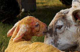 Blenheim: Behind the Grandeur: Lambs and Robot Dogs