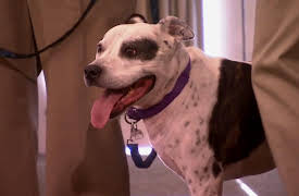 Pit Bulls & Parolees: On the Run