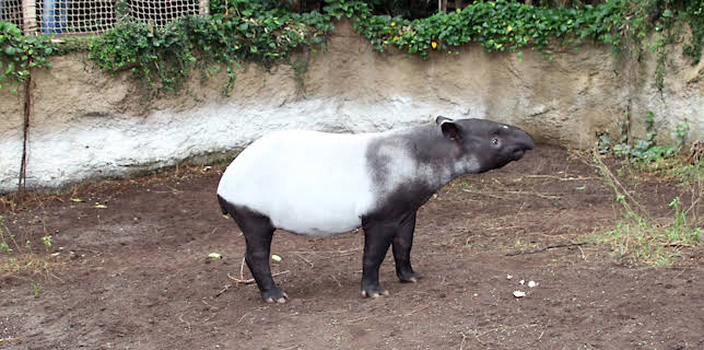 02:45: Elefant, Tiger & Co. (530) | MDR Fernsehen | 2/11 2026