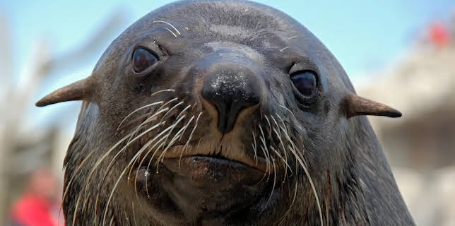 17:10: Seehund, Puma & Co. (128) | Radio Bremen | 3/25 2026