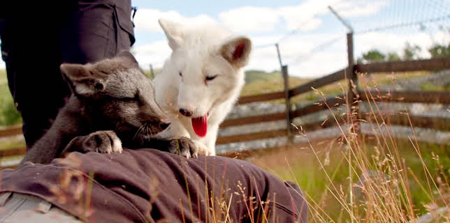 16:10: Mine ville venner: Nye fjellrever | NRK Super | 11/11 2025