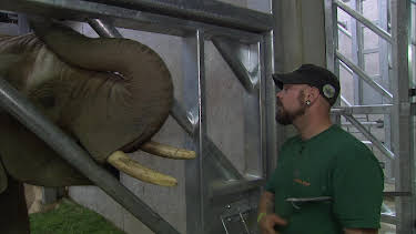 05:50: Giraffe, Erdmännchen & Co. (215) | HR Fernsehen | 4/16 2026