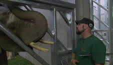 Giraffe, Erdmännchen & Co. (215)