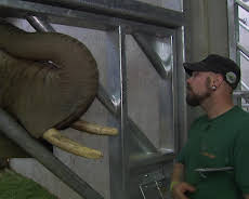 Giraffe, Erdmännchen & Co. (215)