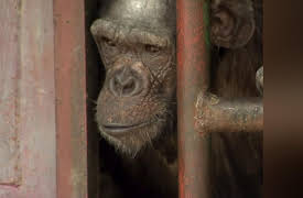 Escape to Chimp Eden Season 1: -1