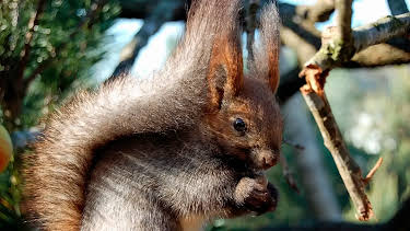 17:10: Seehund, Puma & Co. | Radio Bremen | 4/16 2026