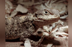 Scaled Season 1: Wild West Agamas