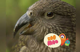 Dance Fever: New Zealand Animals