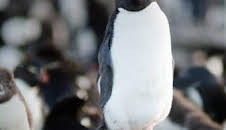 Migraciones salvajes: El asombroso viaje de las monarcas