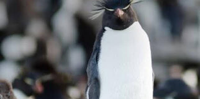 06:20: Migraciones salvajes: El desafío | Nat Geo Wild | 12/29 2025