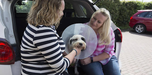 17:25: Der Super-Doc - Einsatz für 4 Pfoten | Sixx | 3/1 2026