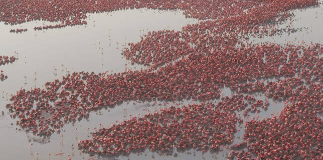 11:00: Mexikos magische Tierwanderungen | 3SAT | 1/21 2026