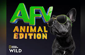 America's Funniest Home Videos: Animal Edition Season 1: Thank Goodness for Protective Glass