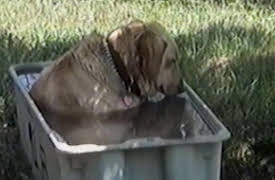 Funniest Pets and People: Season 1: Episode 208