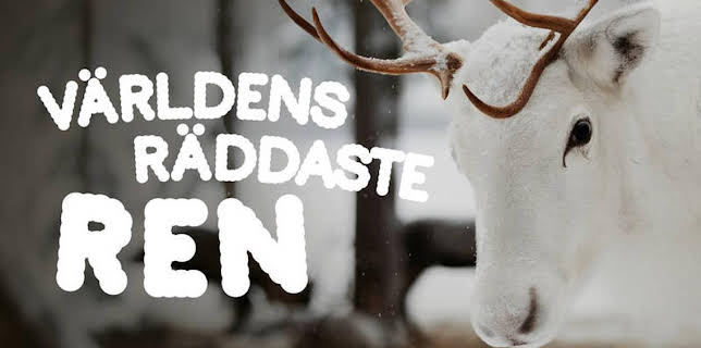 19:00: Världens räddaste ren | SVT1 | 12/23 2025