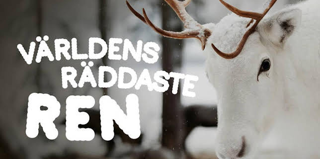 Världens räddaste ren