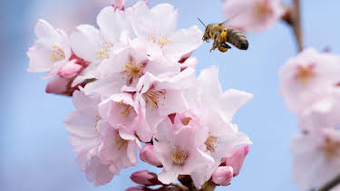 15:30: Schnittgut. Alles aus dem Garten | BR Fernsehen | 4/7 2026