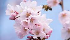 Schnittgut. Alles aus dem Garten