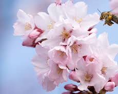 Schnittgut. Alles aus dem Garten