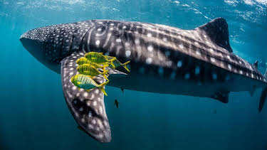 06:00: Documental  Ningaloo, La Maravilla Del Oceano De Australia | LA 2 | 2/1 2026