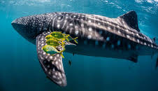 Grandes Documentales Ningaloo, La Maravilla Del Oceano De Australia
