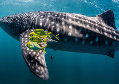 Grandes Documentales Ningaloo, La Maravilla Del Oceano De Australia