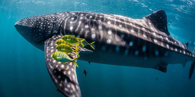 16:20: Grandes Documentales Ningaloo, La Maravilla Del Oceano De Australia | LA 2 | 1/28 2026