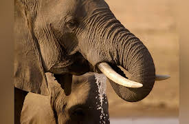 Guardians Of The Wild: The Camp Phoenix Herd