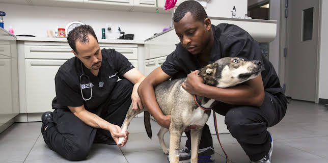 13:05: The Vet Life (S1 E1) (S1) | Animal Planet | 2/11 2026