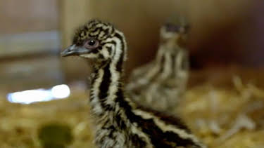 2:45 PM: Animal Park | BBC Two | 8/26 2026